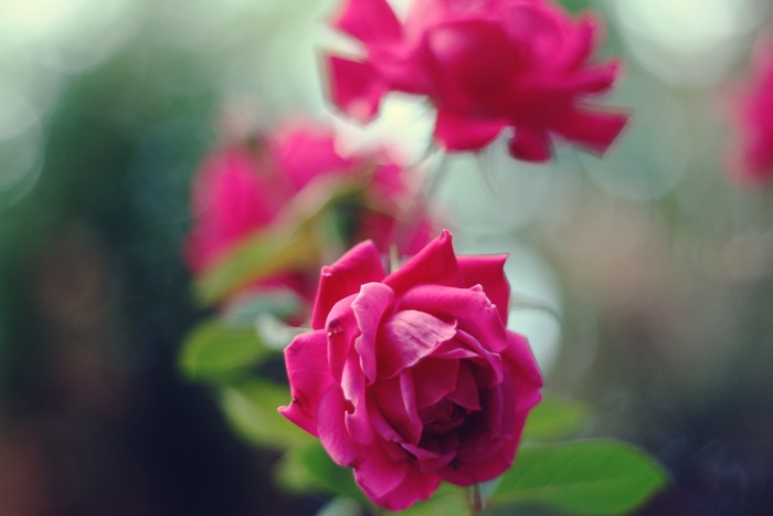4K Roses Closeup