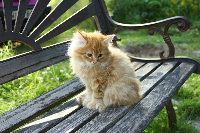 Fluffy ginger kitten sitting on a wooden bench