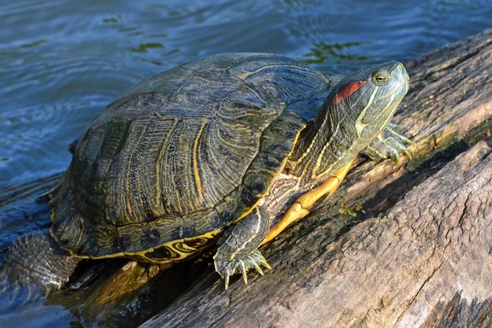 Red-eared slider turtle on a log