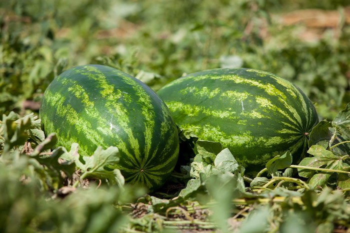 Two watermelons in a field