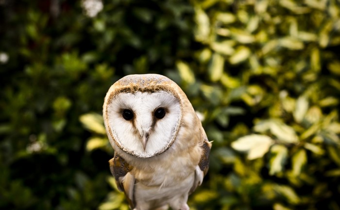 Barn Owl (Tyto alba) perched in front of foliage