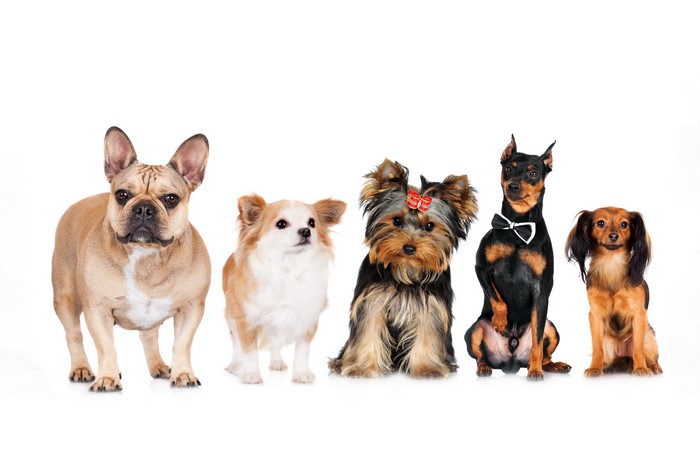 French Bulldog, Chihuahua, Yorkshire Terrier, Pinscher, and Dachshund dogs