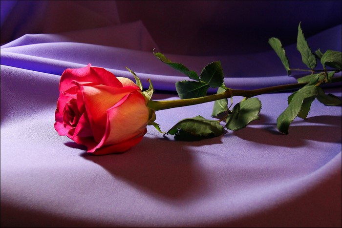 A single pink and yellow rose on purple fabric
