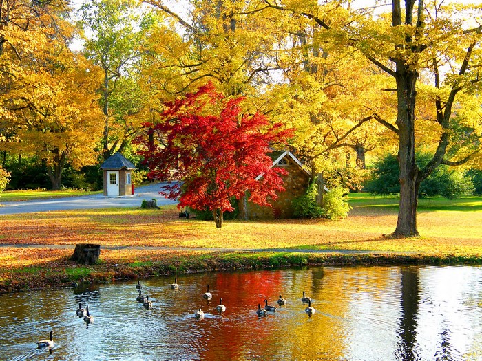 Autumn park with pond and geese