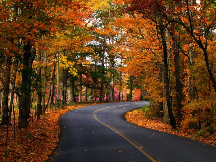Road winding through autumn forest with colorful foliage
