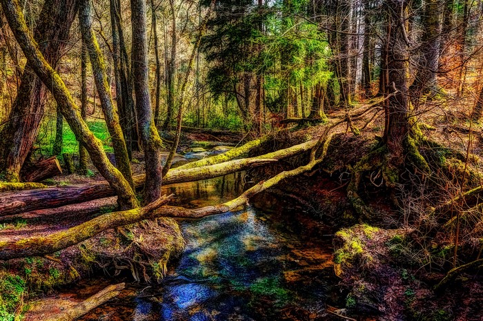 Forest stream with fallen trees in autumn