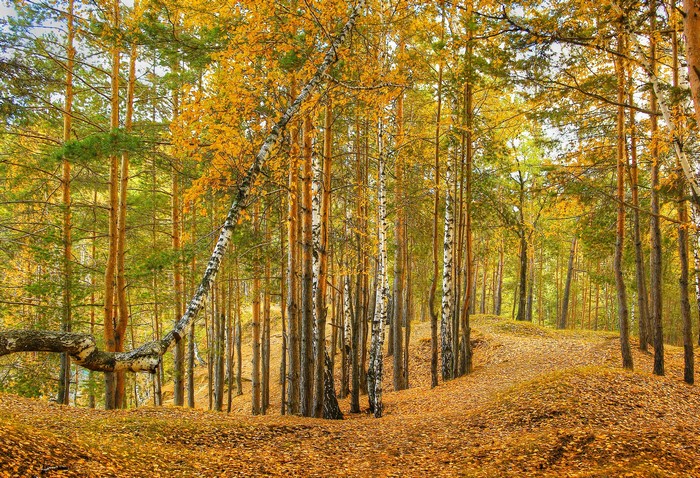 Autumn forest with golden foliage and birch trees