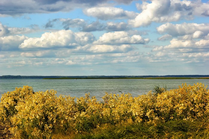 Lake with yellow flowers and cloudy sky