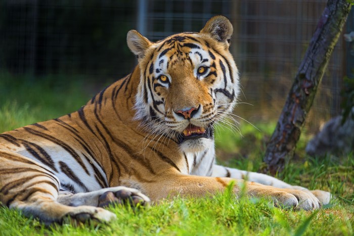 Tiger lying on grass
