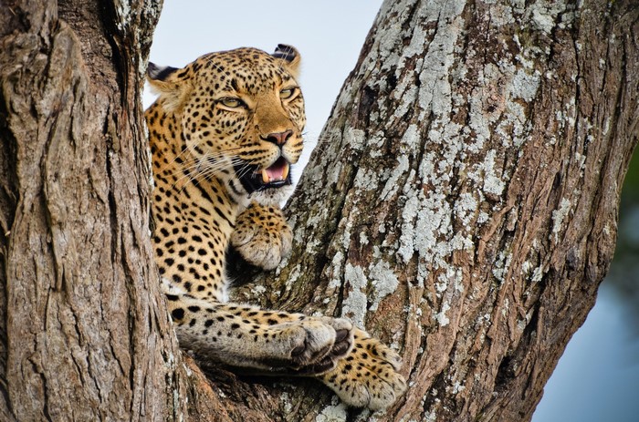Leopard resting on a tree trunk