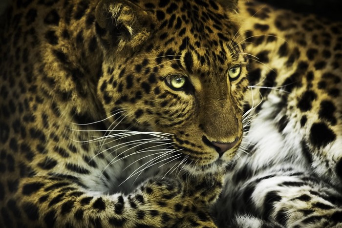 Close-up of a leopard's face and fur