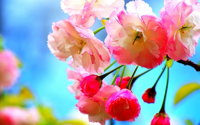 Pink and white cherry blossoms against a blue sky