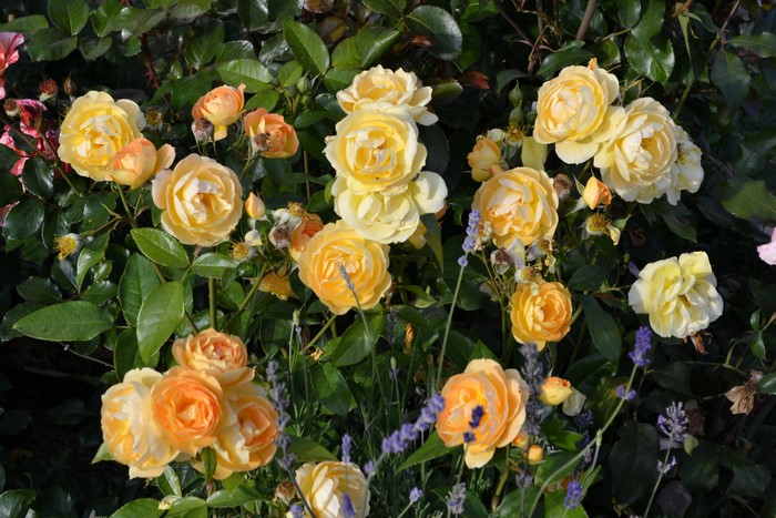 Yellow and orange roses with lavender