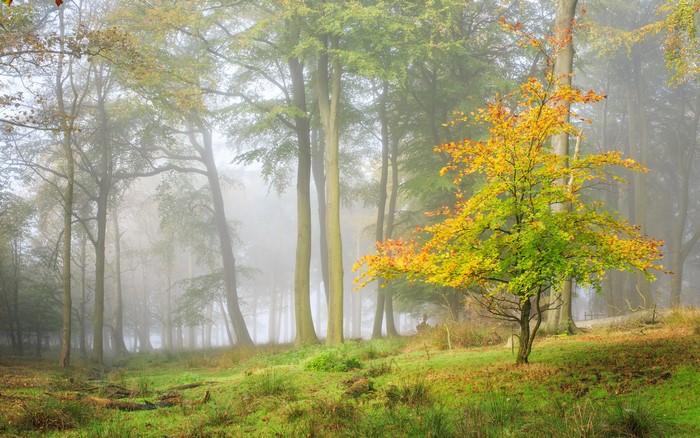 Autumn forest with fog and colorful trees