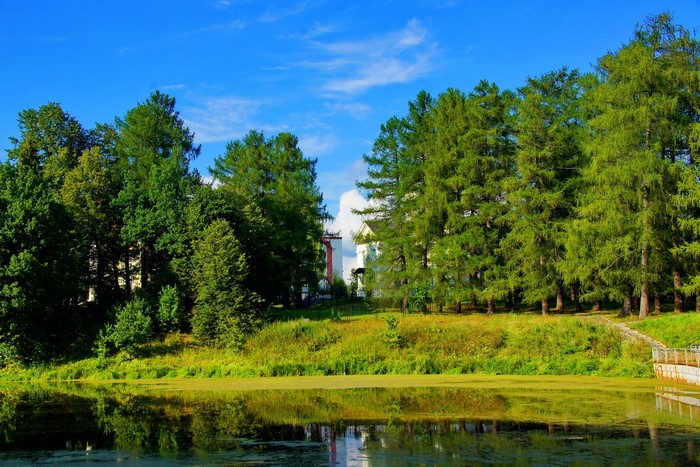 Trees and a lake in a park