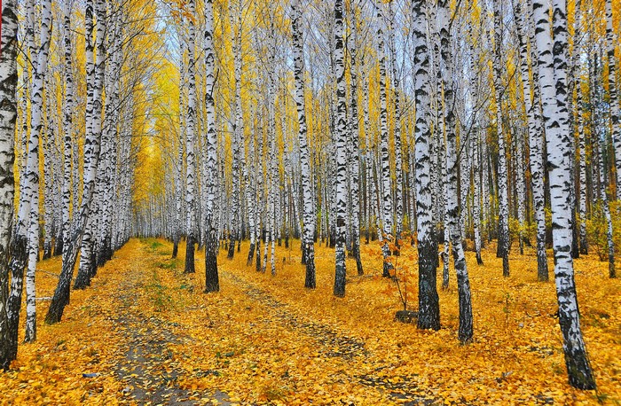 Autumn Birch Forest with Yellow Foliage
