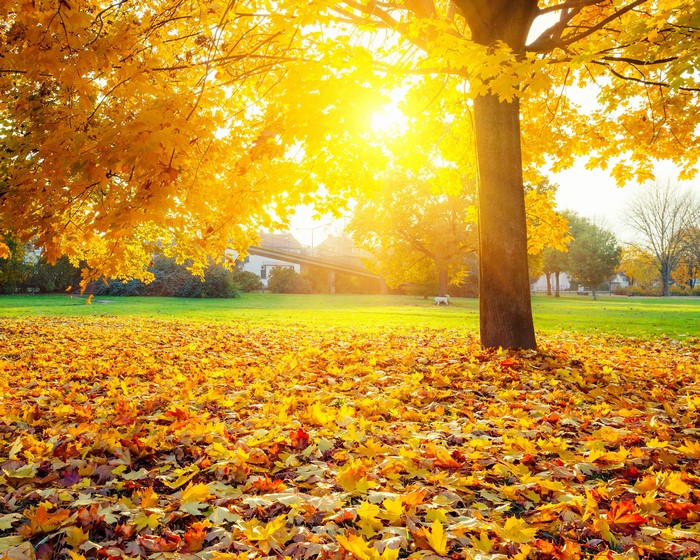 Autumn park with fallen leaves and sunlight