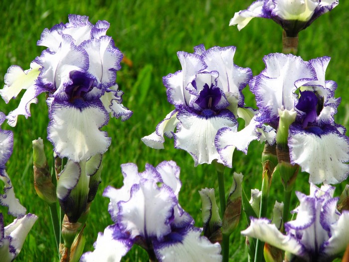White and purple irises in a garden