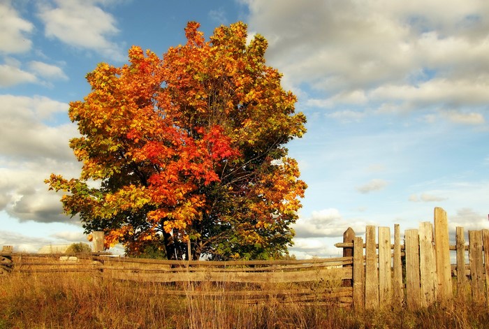 Autumn tree with colorful leaves and wooden fence