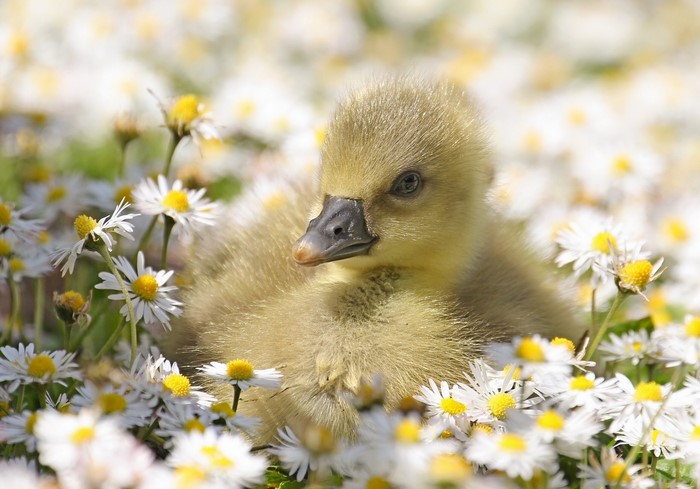 A baby goose sits in a field of daisies