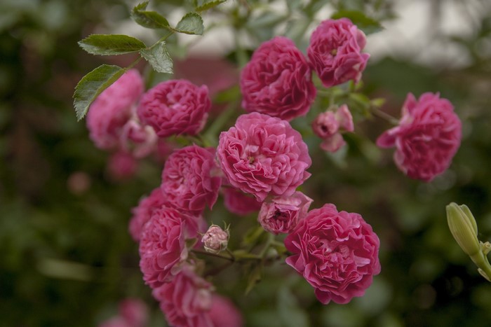 Cluster of pink roses in bloom