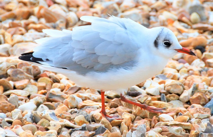 A seagull walks on a pebble beach