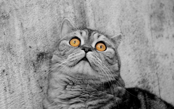 Cat looking up with wide orange eyes