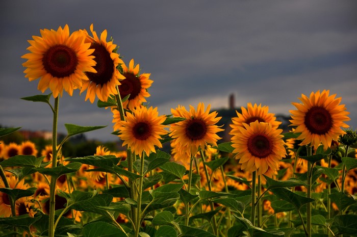 Field of Sunflowers Under a Cloudy Sky