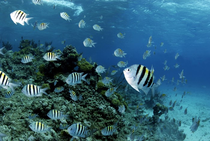 Underwater world with sergeant major fish and coral reef