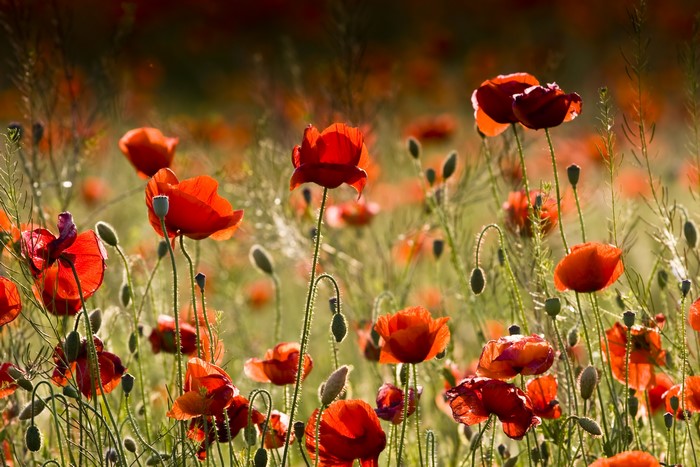 Field of Red Poppies in Sunlight