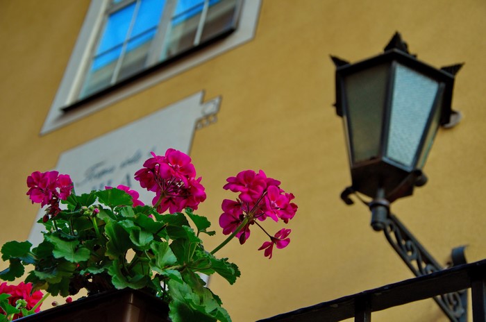 Geraniums and Street Lamp on Yellow Wall
