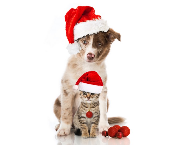 Puppy and Kitten Wearing Santa Hats with Ornaments