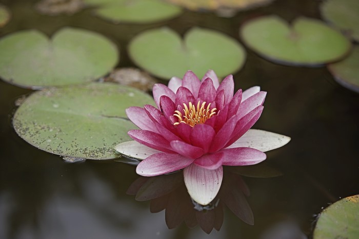 4K Water Lily Closeup