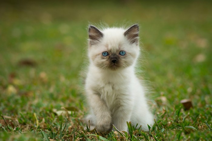 Fluffy white kitten with blue eyes sitting on grass