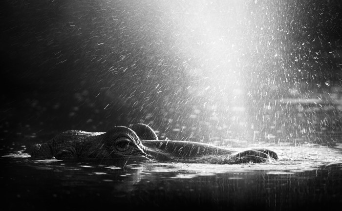 Hippos in water with rain splashes