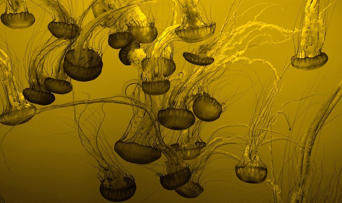Many jellyfish underwater