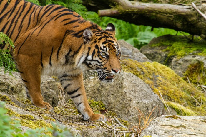 Tiger walking on mossy rocks