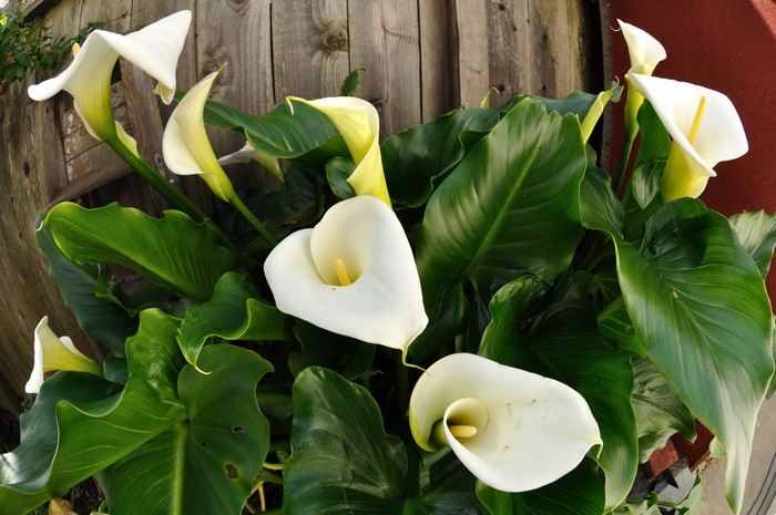 White Calla Lilies with Green Leaves