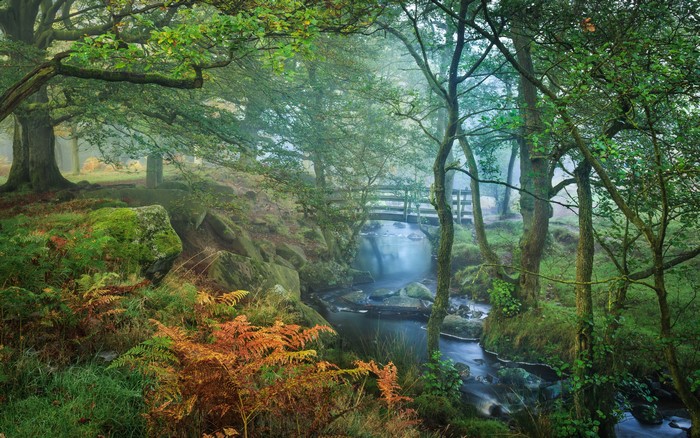Misty forest with a wooden bridge over a river