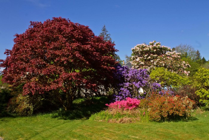 Attadale Gardens Strathcarron Scotland Trees Shrubs