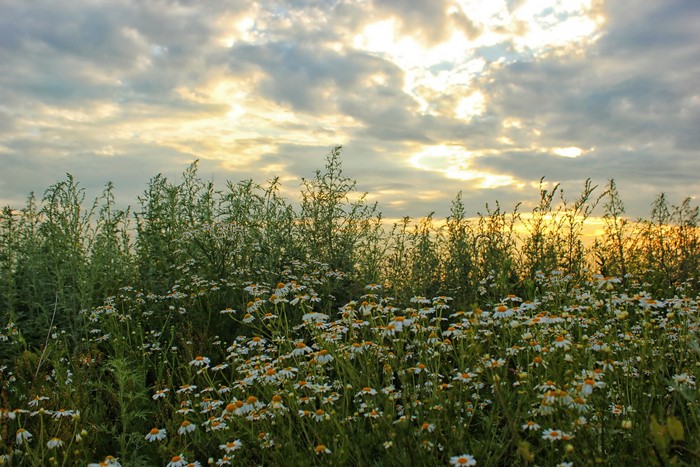 Field of camomiles under a cloudy sky at sunset