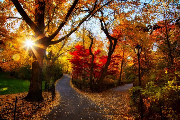 Autumn park path with sun rays and colorful trees