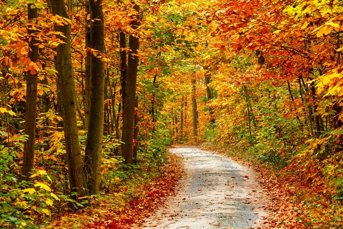Autumn forest trail with colorful foliage