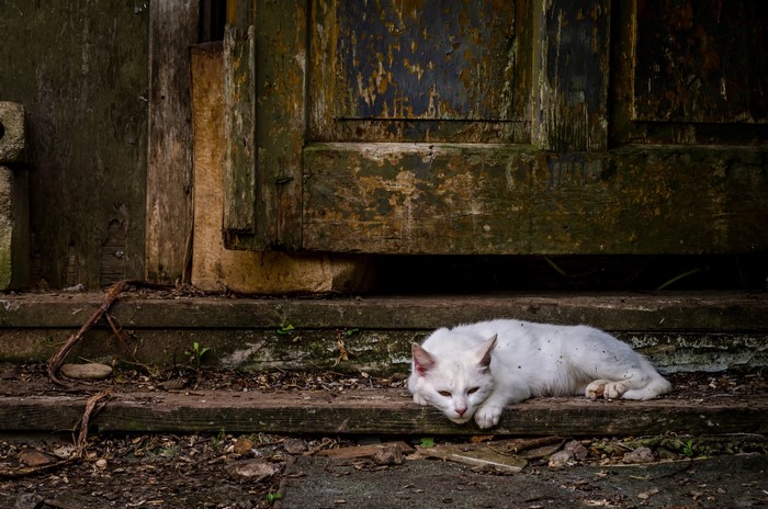 White cat lying on wooden steps in front of a weathered door