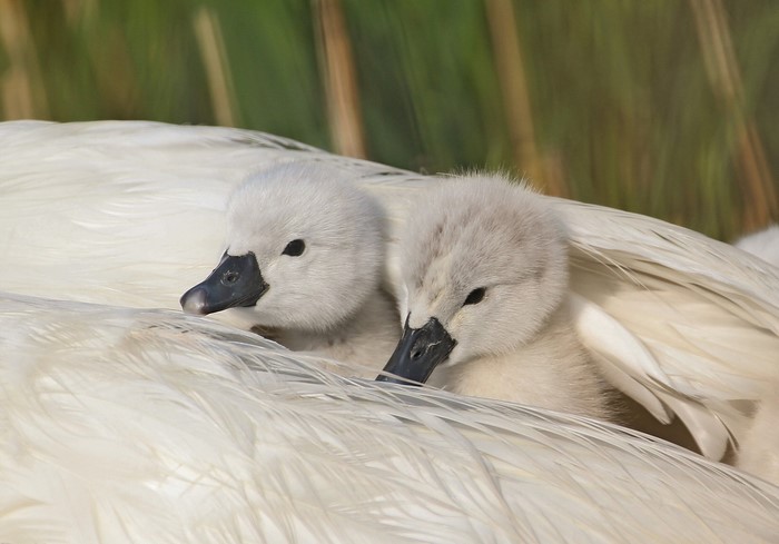 Two baby swans nestled in feathers