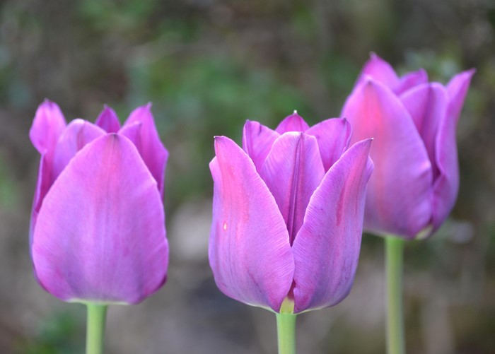 Three purple tulips in a garden