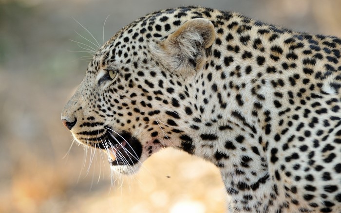 Leopard's head in profile with mouth open
