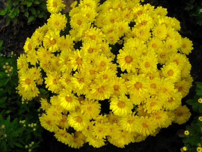 A cluster of bright yellow chrysanthemums in full bloom.