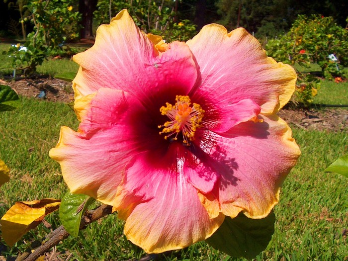 Pink and yellow hibiscus flower