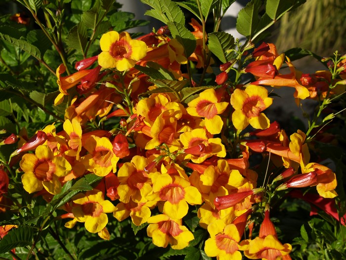 Trumpet Vine Flowers in Bloom